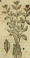 Picture 211 of 812 from Rerum medicarum Novae Hispaniae thesaurus, seu, Plantarum animalium mineralium Mexicanorum historia (1651), leaf 244