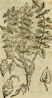 An illustration from Rerum medicarum Novae Hispaniae thesaurus, seu, Plantarum animalium mineralium Mexicanorum historia (1651)