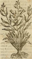 An illustration from Rerum medicarum Novae Hispaniae thesaurus, seu, Plantarum animalium mineralium Mexicanorum historia (1651)
