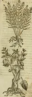 An illustration from Rerum medicarum Novae Hispaniae thesaurus, seu, Plantarum animalium mineralium Mexicanorum historia (1651)