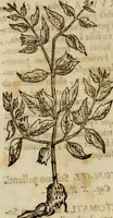 An illustration from Rerum medicarum Novae Hispaniae thesaurus, seu, Plantarum animalium mineralium Mexicanorum historia (1651)