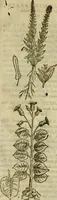 An illustration from Rerum medicarum Novae Hispaniae thesaurus, seu, Plantarum animalium mineralium Mexicanorum historia (1651)