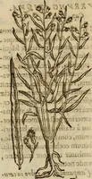 An illustration from Rerum medicarum Novae Hispaniae thesaurus, seu, Plantarum animalium mineralium Mexicanorum historia (1651)