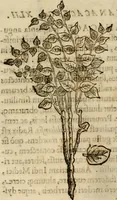 An illustration from Rerum medicarum Novae Hispaniae thesaurus, seu, Plantarum animalium mineralium Mexicanorum historia (1651)