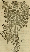 Picture 220 of 812 from Rerum medicarum Novae Hispaniae thesaurus, seu, Plantarum animalium mineralium Mexicanorum historia (1651), leaf 250