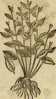 An illustration from Rerum medicarum Novae Hispaniae thesaurus, seu, Plantarum animalium mineralium Mexicanorum historia (1651)