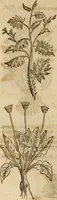 An illustration from Rerum medicarum Novae Hispaniae thesaurus, seu, Plantarum animalium mineralium Mexicanorum historia (1651)