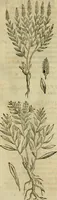 An illustration from Rerum medicarum Novae Hispaniae thesaurus, seu, Plantarum animalium mineralium Mexicanorum historia (1651)