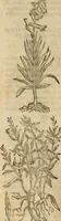An illustration from Rerum medicarum Novae Hispaniae thesaurus, seu, Plantarum animalium mineralium Mexicanorum historia (1651)