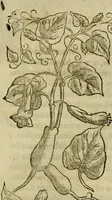 Picture 226 of 812 from Rerum medicarum Novae Hispaniae thesaurus, seu, Plantarum animalium mineralium Mexicanorum historia (1651), leaf 254
