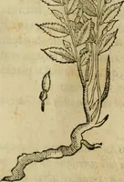 Picture 227 of 812 from Rerum medicarum Novae Hispaniae thesaurus, seu, Plantarum animalium mineralium Mexicanorum historia (1651), leaf 254