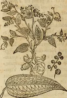 An illustration from Rerum medicarum Novae Hispaniae thesaurus, seu, Plantarum animalium mineralium Mexicanorum historia (1651)