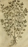 An illustration from Rerum medicarum Novae Hispaniae thesaurus, seu, Plantarum animalium mineralium Mexicanorum historia (1651)