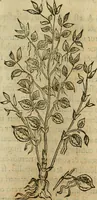 An illustration from Rerum medicarum Novae Hispaniae thesaurus, seu, Plantarum animalium mineralium Mexicanorum historia (1651)