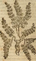 An illustration from Rerum medicarum Novae Hispaniae thesaurus, seu, Plantarum animalium mineralium Mexicanorum historia (1651)