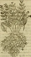 Picture 233 of 812 from Rerum medicarum Novae Hispaniae thesaurus, seu, Plantarum animalium mineralium Mexicanorum historia (1651), leaf 260
