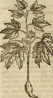 An illustration from Rerum medicarum Novae Hispaniae thesaurus, seu, Plantarum animalium mineralium Mexicanorum historia (1651)