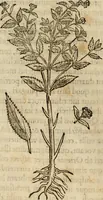 Picture 236 of 812 from Rerum medicarum Novae Hispaniae thesaurus, seu, Plantarum animalium mineralium Mexicanorum historia (1651), leaf 263