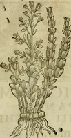 Picture 237 of 812 from Rerum medicarum Novae Hispaniae thesaurus, seu, Plantarum animalium mineralium Mexicanorum historia (1651), leaf 264