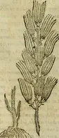 An illustration from Rerum medicarum Novae Hispaniae thesaurus, seu, Plantarum animalium mineralium Mexicanorum historia (1651)