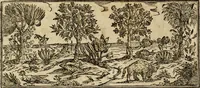 Picture 239 of 812 from Rerum medicarum Novae Hispaniae thesaurus, seu, Plantarum animalium mineralium Mexicanorum historia (1651), leaf 265
