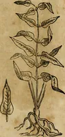 An illustration from Rerum medicarum Novae Hispaniae thesaurus, seu, Plantarum animalium mineralium Mexicanorum historia (1651)
