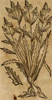 An illustration from Rerum medicarum Novae Hispaniae thesaurus, seu, Plantarum animalium mineralium Mexicanorum historia (1651)