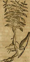 An illustration from Rerum medicarum Novae Hispaniae thesaurus, seu, Plantarum animalium mineralium Mexicanorum historia (1651)