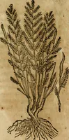 Picture 244 of 812 from Rerum medicarum Novae Hispaniae thesaurus, seu, Plantarum animalium mineralium Mexicanorum historia (1651), leaf 268