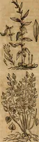 An illustration from Rerum medicarum Novae Hispaniae thesaurus, seu, Plantarum animalium mineralium Mexicanorum historia (1651)