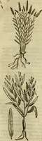 Picture 246 of 812 from Rerum medicarum Novae Hispaniae thesaurus, seu, Plantarum animalium mineralium Mexicanorum historia (1651), leaf 270