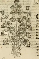 An illustration from Rerum medicarum Novae Hispaniae thesaurus, seu, Plantarum animalium mineralium Mexicanorum historia (1651)