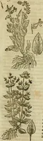 An illustration from Rerum medicarum Novae Hispaniae thesaurus, seu, Plantarum animalium mineralium Mexicanorum historia (1651)