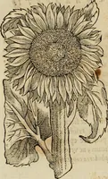 An illustration from Rerum medicarum Novae Hispaniae thesaurus, seu, Plantarum animalium mineralium Mexicanorum historia (1651)