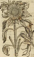 Picture 250 of 812 from Rerum medicarum Novae Hispaniae thesaurus, seu, Plantarum animalium mineralium Mexicanorum historia (1651), leaf 273
