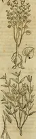 An illustration from Rerum medicarum Novae Hispaniae thesaurus, seu, Plantarum animalium mineralium Mexicanorum historia (1651)
