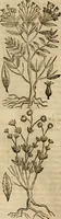An illustration from Rerum medicarum Novae Hispaniae thesaurus, seu, Plantarum animalium mineralium Mexicanorum historia (1651)