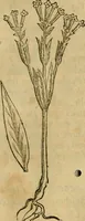 Picture 253 of 812 from Rerum medicarum Novae Hispaniae thesaurus, seu, Plantarum animalium mineralium Mexicanorum historia (1651), leaf 276