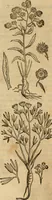An illustration from Rerum medicarum Novae Hispaniae thesaurus, seu, Plantarum animalium mineralium Mexicanorum historia (1651)