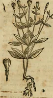 An illustration from Rerum medicarum Novae Hispaniae thesaurus, seu, Plantarum animalium mineralium Mexicanorum historia (1651)