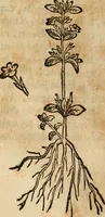 An illustration from Rerum medicarum Novae Hispaniae thesaurus, seu, Plantarum animalium mineralium Mexicanorum historia (1651)