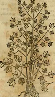 An illustration from Rerum medicarum Novae Hispaniae thesaurus, seu, Plantarum animalium mineralium Mexicanorum historia (1651)
