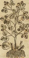An illustration from Rerum medicarum Novae Hispaniae thesaurus, seu, Plantarum animalium mineralium Mexicanorum historia (1651)