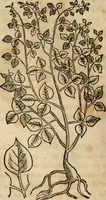 Picture 261 of 812 from Rerum medicarum Novae Hispaniae thesaurus, seu, Plantarum animalium mineralium Mexicanorum historia (1651), leaf 281