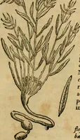 An illustration from Rerum medicarum Novae Hispaniae thesaurus, seu, Plantarum animalium mineralium Mexicanorum historia (1651)