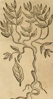 An illustration from Rerum medicarum Novae Hispaniae thesaurus, seu, Plantarum animalium mineralium Mexicanorum historia (1651)