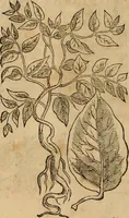 An illustration from Rerum medicarum Novae Hispaniae thesaurus, seu, Plantarum animalium mineralium Mexicanorum historia (1651)