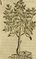 An illustration from Rerum medicarum Novae Hispaniae thesaurus, seu, Plantarum animalium mineralium Mexicanorum historia (1651)