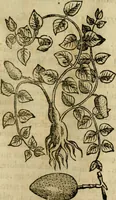 Picture 268 of 812 from Rerum medicarum Novae Hispaniae thesaurus, seu, Plantarum animalium mineralium Mexicanorum historia (1651), leaf 284