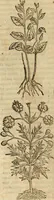 An illustration from Rerum medicarum Novae Hispaniae thesaurus, seu, Plantarum animalium mineralium Mexicanorum historia (1651)